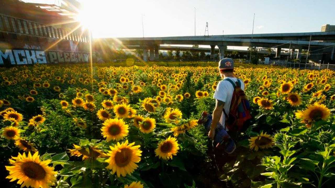 Stumbling Across Sunflowers in North Melbourne