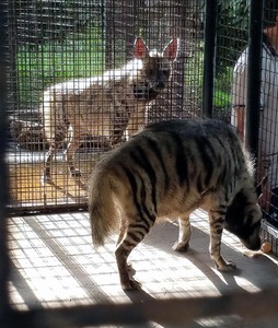 Hyenas at Cheetahs Rock Zonzibar