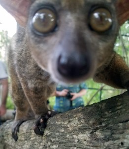 bush baby selfie!