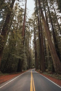 Drive through Avenue of Giants