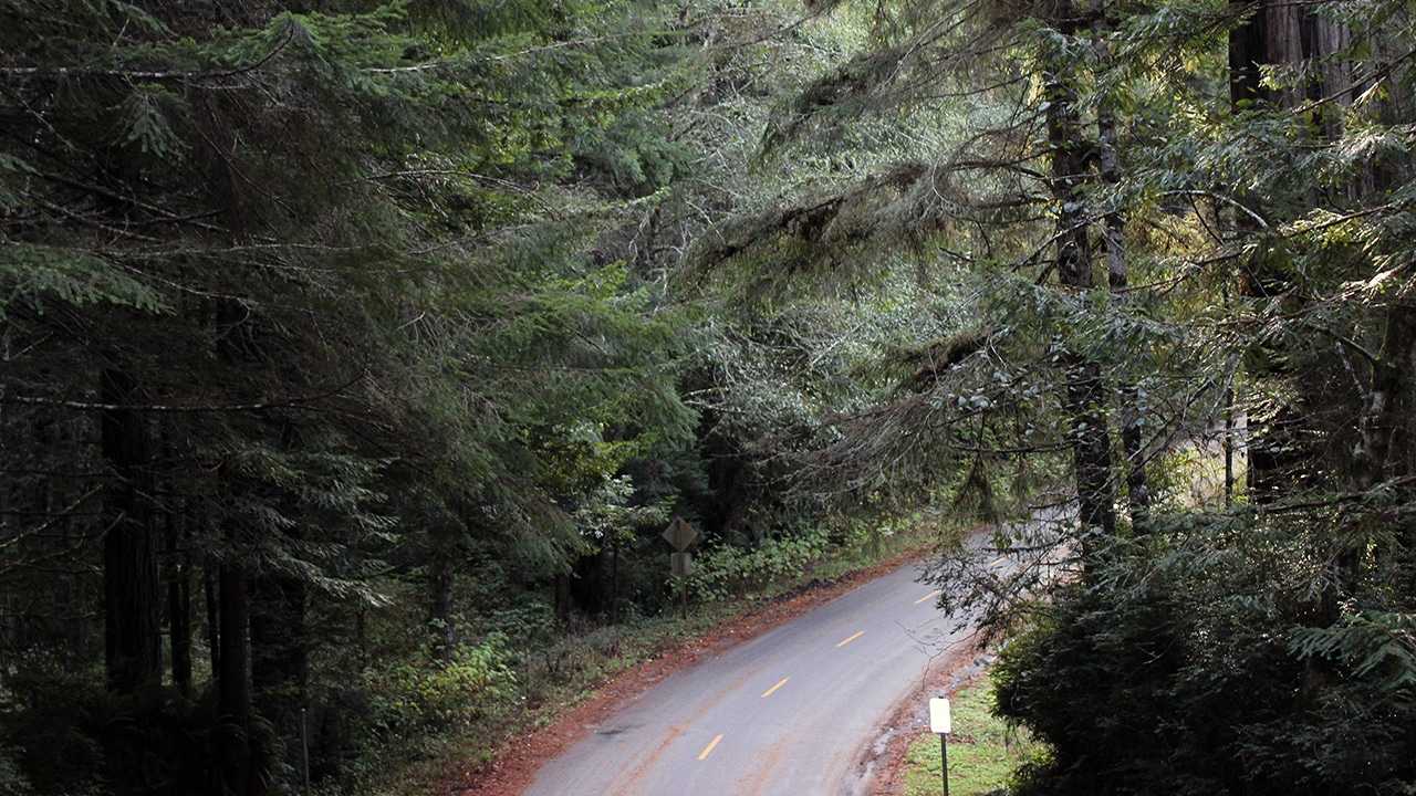Redwoods National Park – Home of the Tallest Trees