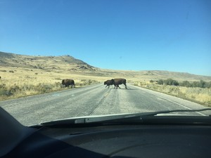 Buffalo at Antelope Island