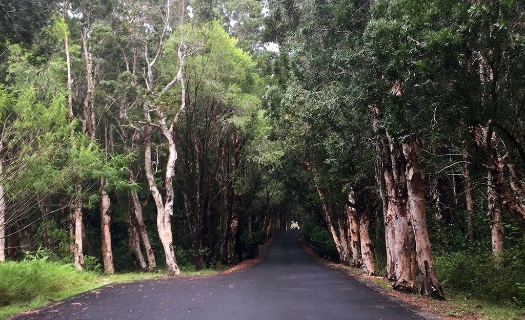 Black River Gorges National Park Day Drive