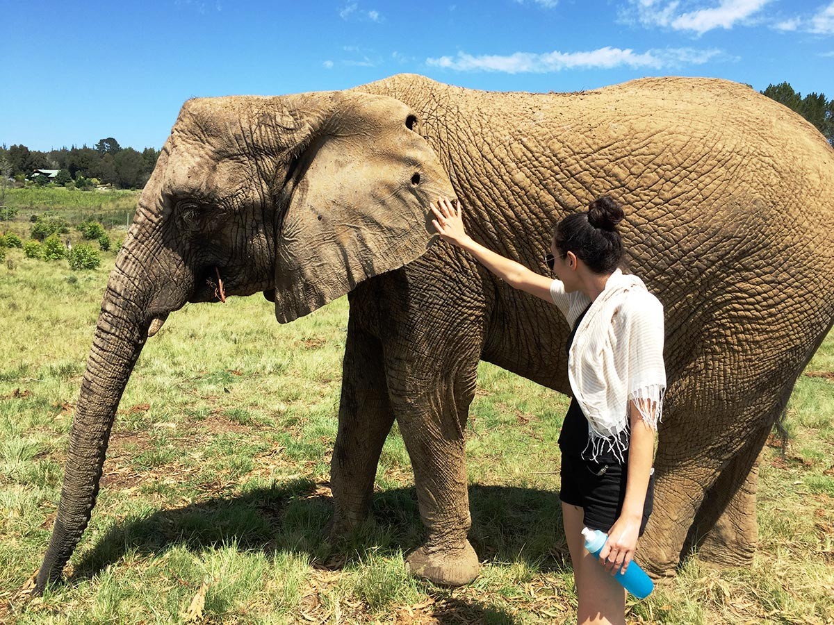Petting Elephants at Knysna Elephant Park