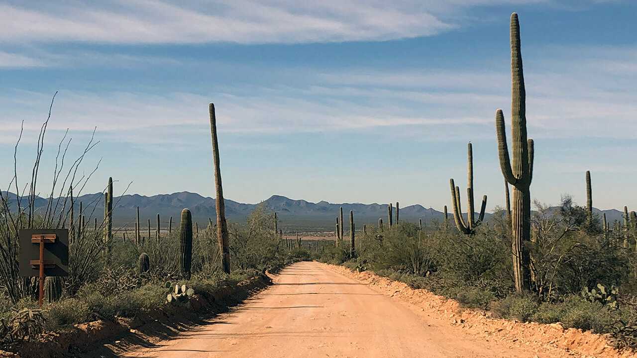 Saguaro National Park
