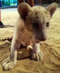 White tiger cub at Cheetahs Rock Zanzibar
